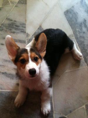 Leo - Welsh Corgi Dog