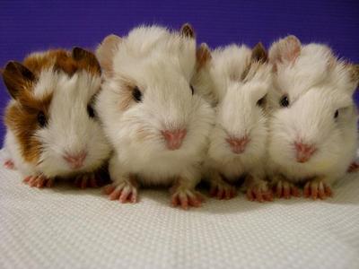 Baby Gs - Guinea Pig Small & Furry