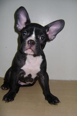 French Bulldog Puppies Sale - French Bulldog Dog