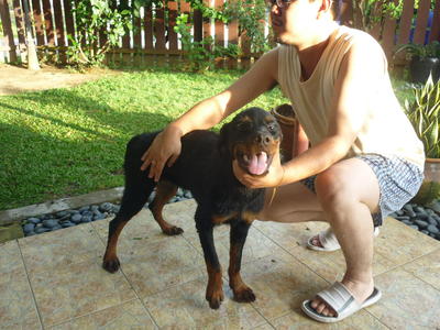 Rex (Adopted) - Rottweiler Mix Dog