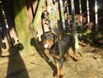 Rex (Adopted) - Rottweiler Mix Dog