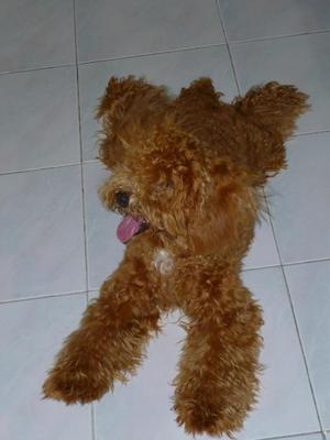 Small Size Brown Toy Poodle - Poodle Dog