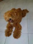 Small Size Brown Toy Poodle - Poodle Dog