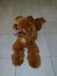 Small Size Brown Toy Poodle - Poodle Dog