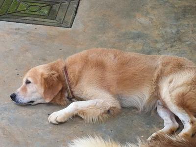 Cookie - Golden Retriever Dog