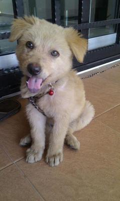 Xiao Mi - Mixed Breed Dog