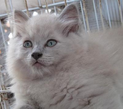 2 Kittens Creamy Light Brown (1&amp;2) - Himalayan + Persian Cat