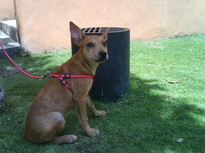 Sneha - Mixed Breed Dog