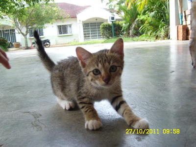 Kitty 1 - Tabby Cat