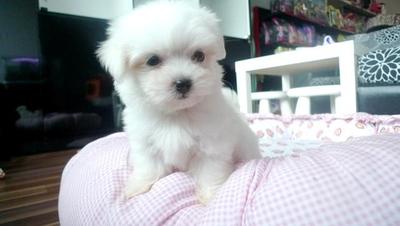 Tiny Maltese Father Imported Taiwan - Maltese Dog