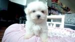 Tiny Maltese Father Imported Taiwan - Maltese Dog