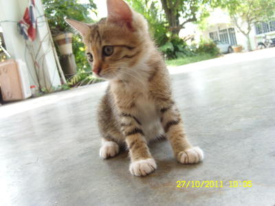 Kitty 3 - Tabby Cat