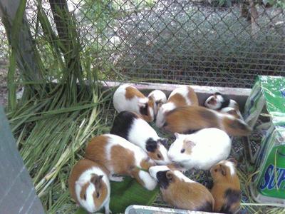 Lovely Guinea Pig - Guinea Pig Small & Furry