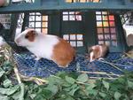 Lovely Guinea Pig - Guinea Pig Small & Furry