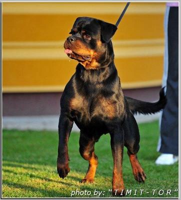 Sting Flash L - Rottweiler Dog