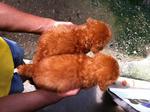 Super Red Toy Poodle - Poodle Dog