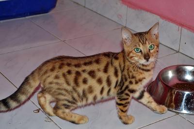 Nusantra Jackel - Bengal Cat