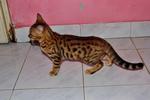 Nusantra Jackel - Bengal Cat