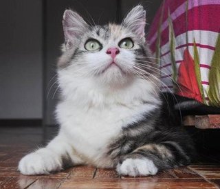 Chikara Blossom - Domestic Long Hair + Maine Coon Cat