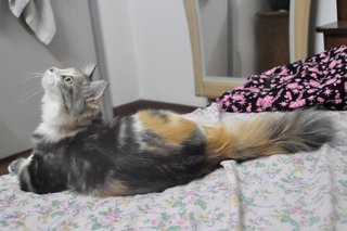 Chikara Blossom - Domestic Long Hair + Maine Coon Cat