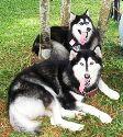 PF25136 - Alaskan Malamute Dog