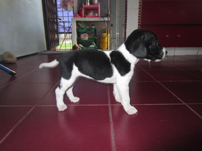 Female Puppy For Adoption - Mixed Breed Dog