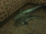 Amazon Catfish And Arapaima - Catfish Fish