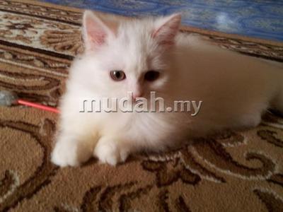 Caspian - Persian + Domestic Long Hair Cat