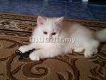 Caspian - Persian + Domestic Long Hair Cat