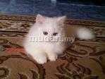 Caspian - Persian + Domestic Long Hair Cat