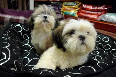 Shih Tzu  With Mka - Shih Tzu Dog