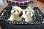 Shih Tzu  With Mka - Shih Tzu Dog