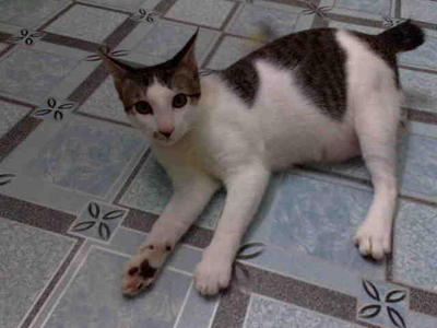 Yuyu - Domestic Short Hair Cat