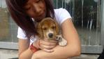 Mika - Beagle Dog