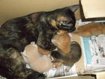 Cik Tom Dan Anak-anak - Tortoiseshell Cat