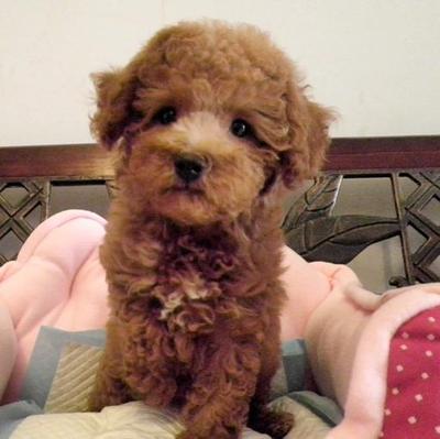 PF25176 - Poodle Dog