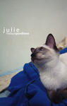 Julie - Siamese Cat