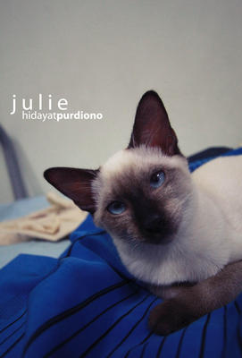 Julie - Siamese Cat