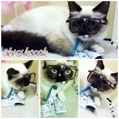 Abi - Birman + Siamese Cat