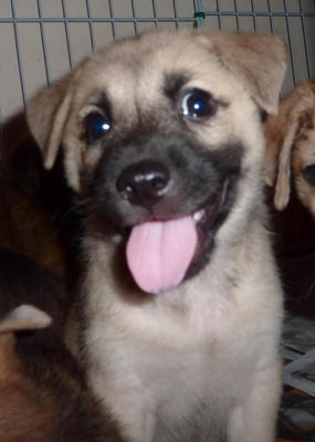 Smiley Michelle - Mixed Breed Dog