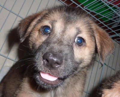 Baby Boris - Mixed Breed Dog