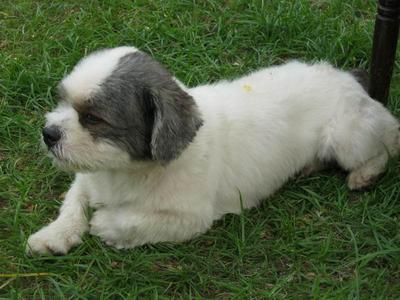 Zimba - Shih Tzu Dog