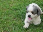 Zimba - Shih Tzu Dog