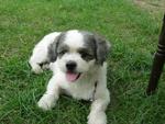 Zimba - Shih Tzu Dog