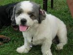 Zimba - Shih Tzu Dog