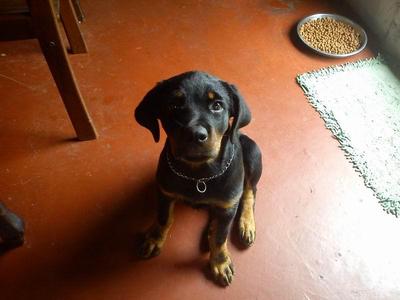 Angel - Rottweiler Dog