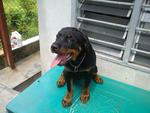 Angel - Rottweiler Dog