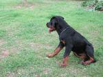 Angel - Rottweiler Dog