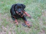 Angel - Rottweiler Dog