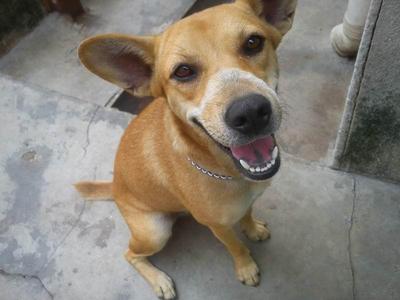 Ginger - Mixed Breed Dog